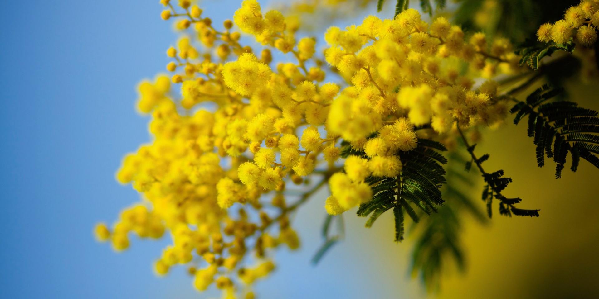 Everyhting You Need To Know Aboout Mimosa In TheSouth Provence Alpes