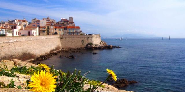 antibes-dandelion-745753-1920-16.jpg