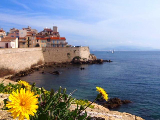 antibes-dandelion-745753-1920-18.jpg