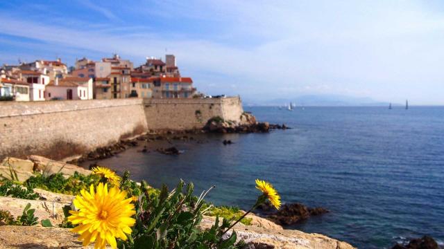 antibes-dandelion-745753-1920-22.jpg