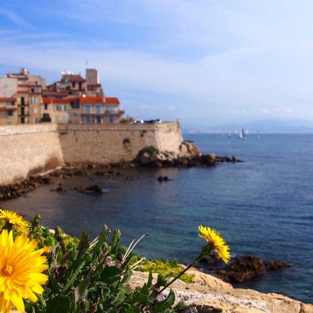 antibes-dandelion-745753-1920-32.jpg