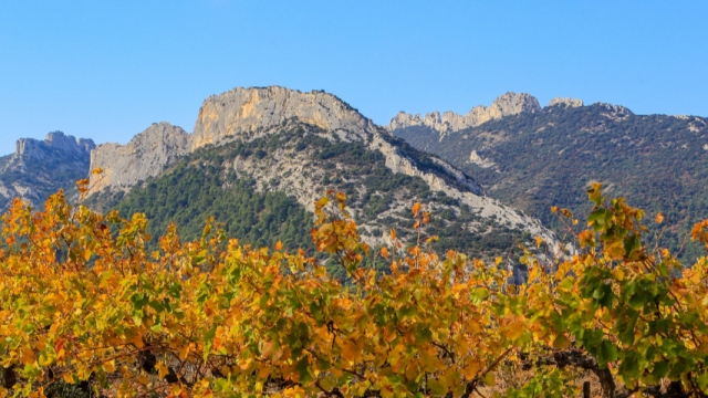 automne-dans-les-dentelles-de-montmirail-copyright-hocquel-alain---vaucluse-provence-14705.png