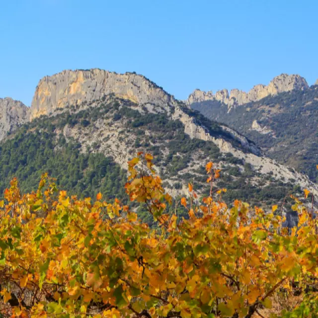 automne-dans-les-dentelles-de-montmirail-copyright-hocquel-alain---vaucluse-provence-14705.png