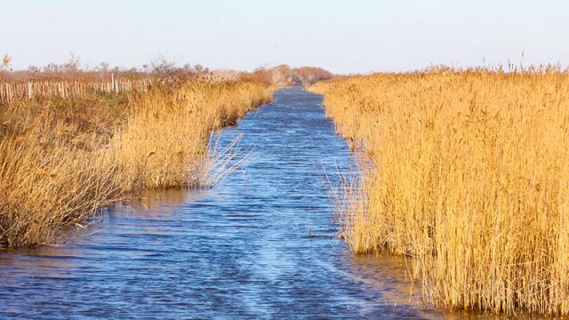 camargue-vevrard.jpg