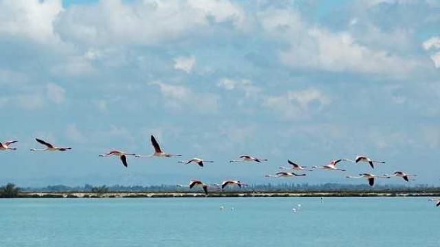 Camargue Y Le Magadure 577x400px 1