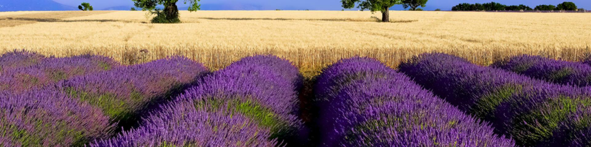 Champ Lavande Ble Valensole A Mouton