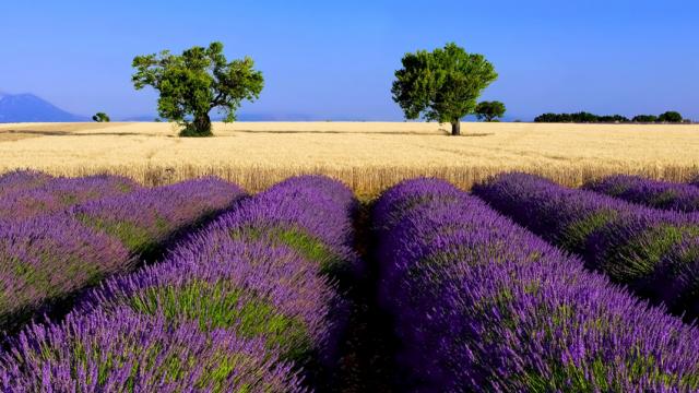 champ-lavande-ble-valensole-a-mouton.jpg