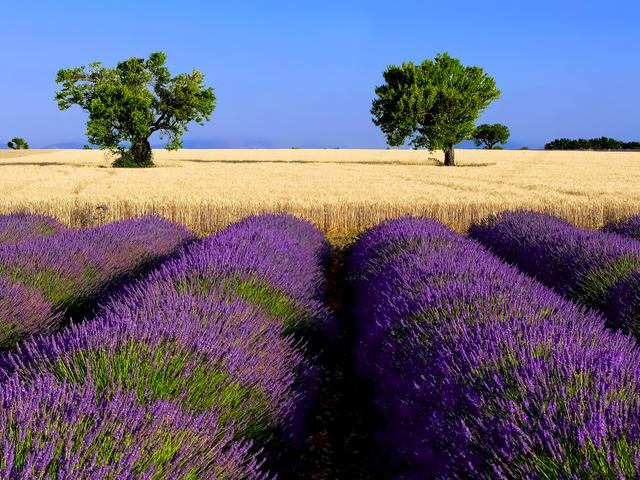 Champ Lavande Ble Valensole A Mouton