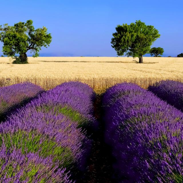 Champ Lavande Ble Valensole A Mouton