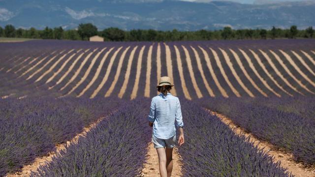 Champ Lavande Ecochard 3 2 1