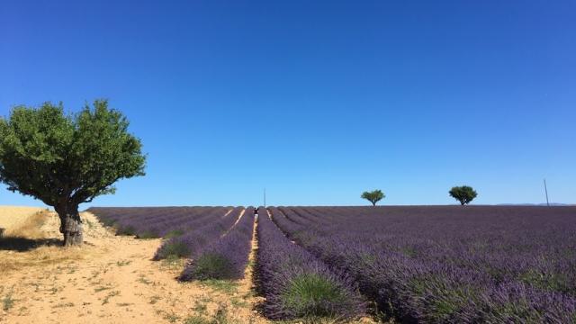 champ-lavande-valensole-c-chillio.jpg