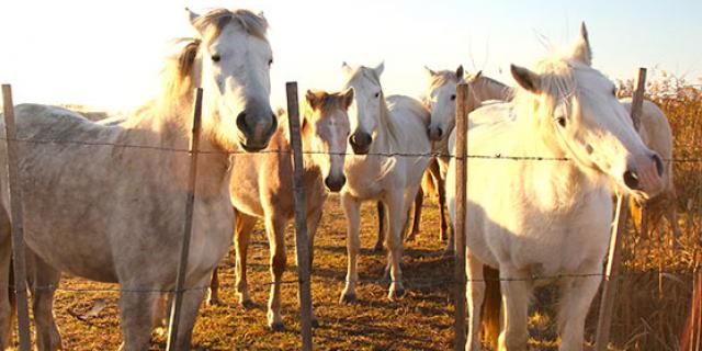 Chevaux Camarguais Vevrard