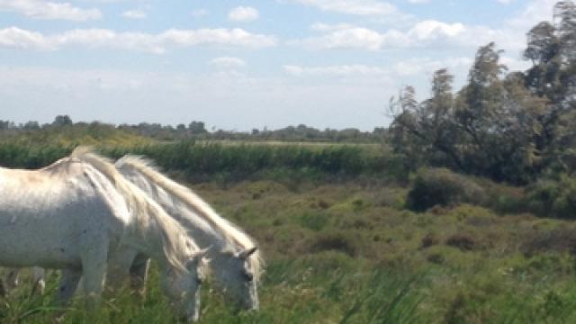 chevaux-camargue-provence-salin-de-giraud-c-chillio.jpg