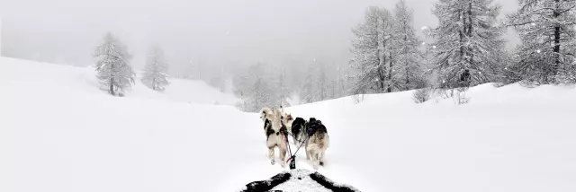 chiens-de-traineau-crevoux-alpes-mdi-duca-12-2.png