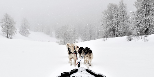 chiens-de-traineau-crevoux-alpes-mdi-duca-12-3.png