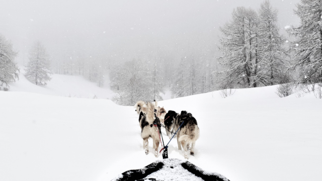 chiens-de-traineau-crevoux-alpes-mdi-duca-12-3.png