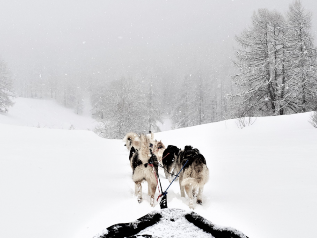 chiens-de-traineau-crevoux-alpes-mdi-duca-12-3.png