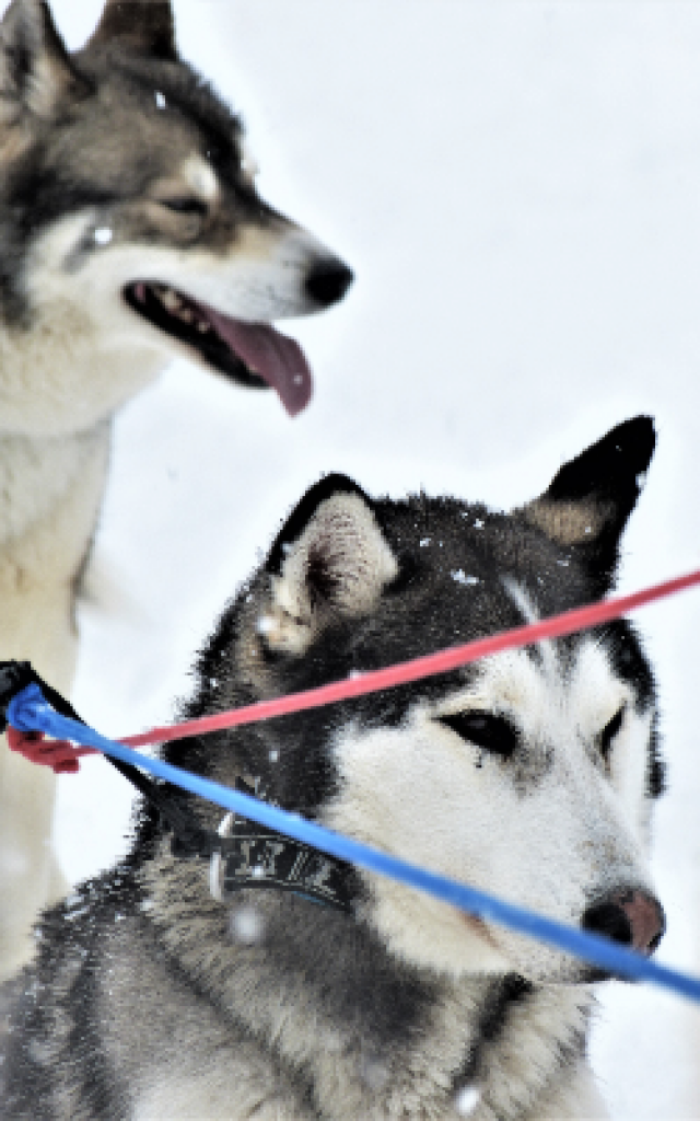 chiens-de-traineau-crevoux-alpes-mdi-duca-2-1.png