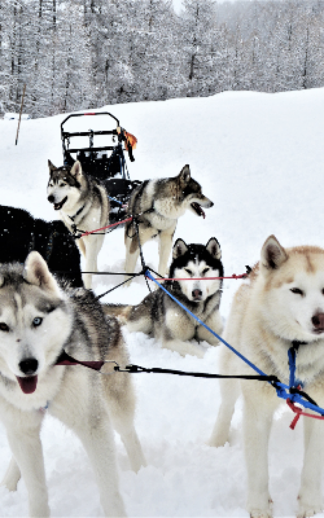 chiens-de-traineau-crevoux-alpes-mdi-duca-7-1.png