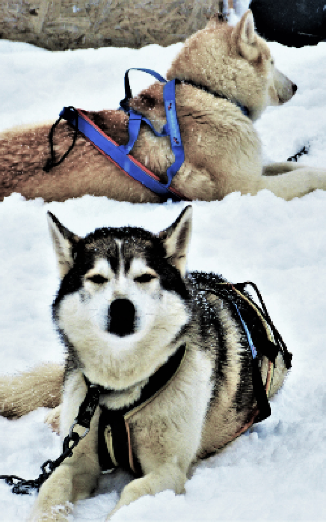 chiens-de-traineau-crevoux-alpes-mdi-duca-8-1.png