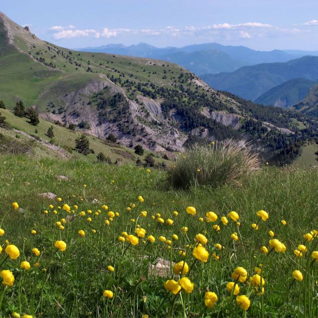 Col de la Croix de Veyre , massif des Monges, alpes de haute-provence