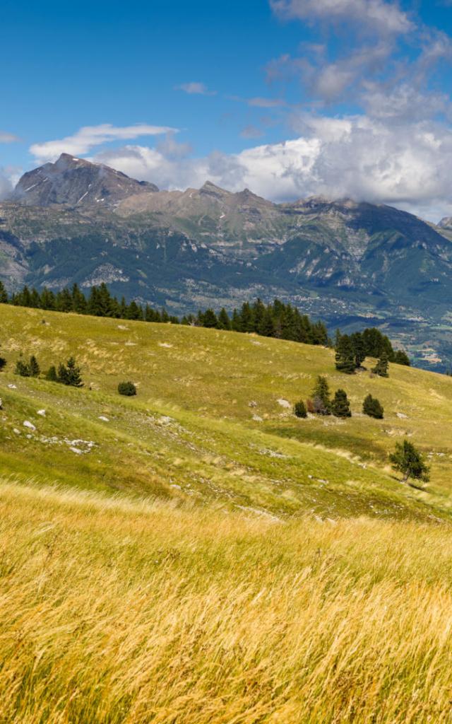 Panoramic view on the Champsaur Valley in summer from Gleize Pass. Hautes-Alpes, Southern French Alps, Paca Region, France