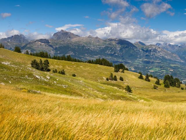 Panoramic view on the Champsaur Valley in summer from Gleize Pass. Hautes-Alpes, Southern French Alps, Paca Region, France