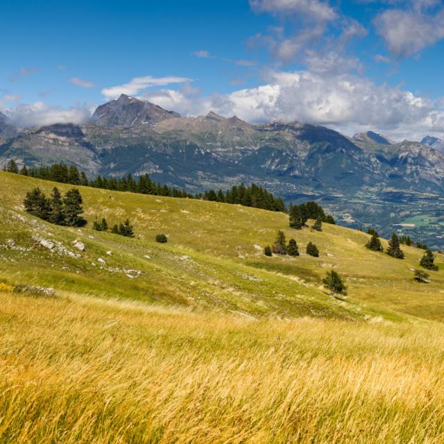 Panoramic view on the Champsaur Valley in summer from Gleize Pass. Hautes-Alpes, Southern French Alps, Paca Region, France