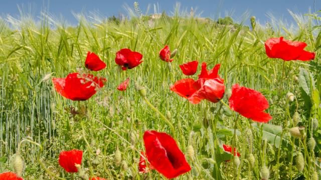 Mohn der haute Provence