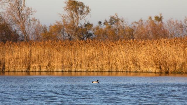 etang-camargue-vinzi-v-evrard.jpg