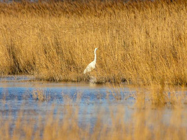 etang-faune-camargue-ecodestination-paca-vinzi-vevrard-1.jpg