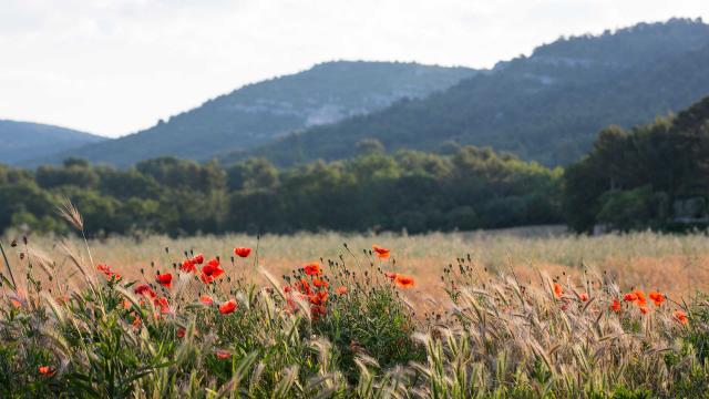 f150602-010-bianca-ogel-luberon-2.jpg