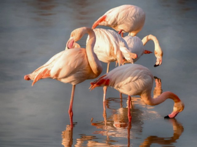 flamants-roses-a-mouton-1.png