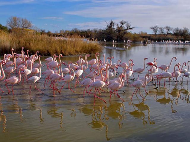 Flamants Roses Camargue Amouton