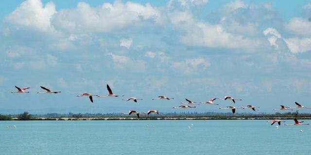 Flamants Roses Camargue Provence Y Lemagadure