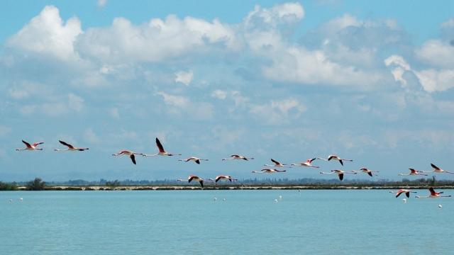 flamants-roses-camargue-provence-y-lemagadure.jpg