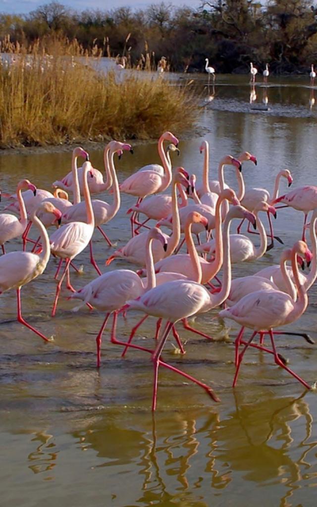 Flamants Roses Camargue Provencea Mouton