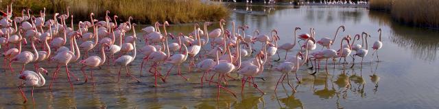 Flamants Roses Camargue Provencea Mouton