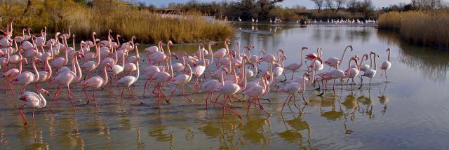 Flamants Roses Camargue Provencea Mouton