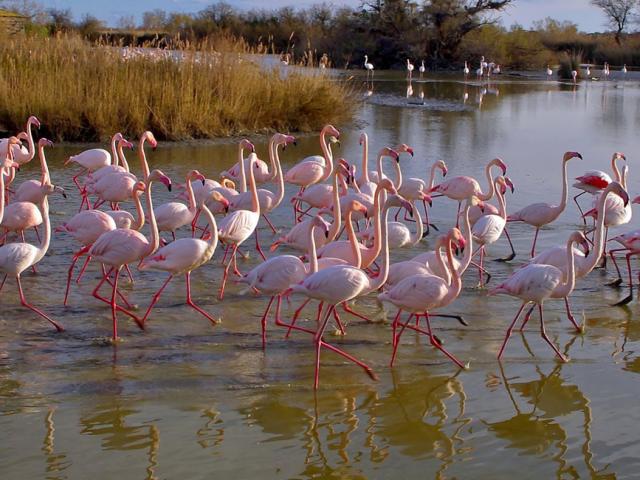 Flamants Roses Camargue Provencea Mouton