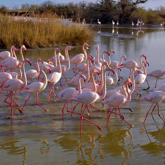Flamants Roses Camargue Provencea Mouton