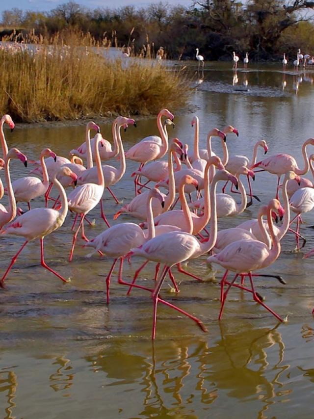 Flamants Roses Camargue Provencea Mouton