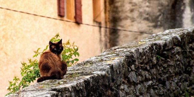 forcalquier-cat-3841061-1920-2.jpg