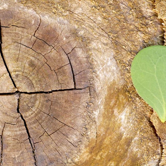 écologie et développement durable