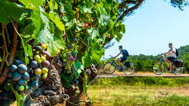 Itineraire Mediterrannee A Velo Vigne A Velo Dracenie Provence Verdon Tourisme 1