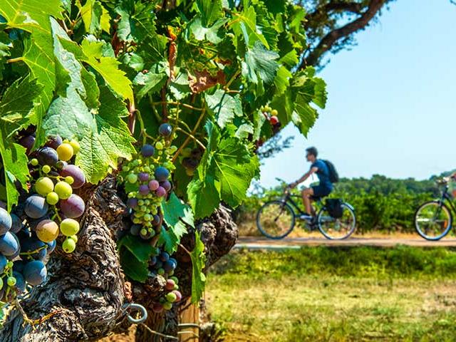 itineraire-mediterrannee-a-velo-vigne-a-velo-dracenie-provence-verdon-tourisme-1.jpg