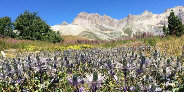 Jardin Du Lautaret Alpes Sajf Jvg Ppeghaire