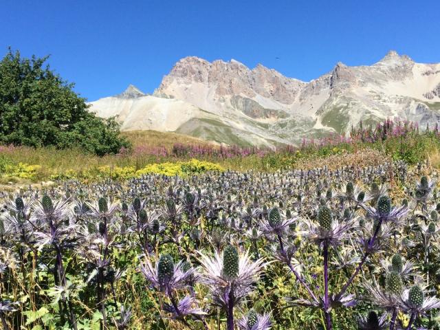 Jardin Du Lautaret Alpes Sajf Jvg Ppeghaire