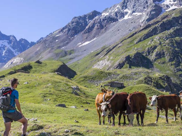 Tour du combeynot randonneurs vaches alpe de villar d'arène