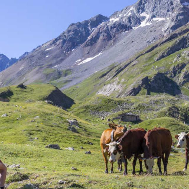 Tour du combeynot randonneurs vaches alpe de villar d'arène